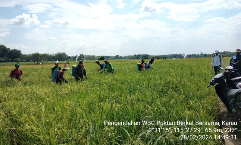 Babinsa Koramil 1002-02/Batang Alai Utara HST Bantu Petani Semprot Hama Wereng