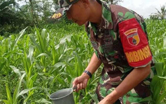 Babinsa Koramil 0825/13 Singojuruh Dorong Ketahanan Pangan di Desa Alasmalang