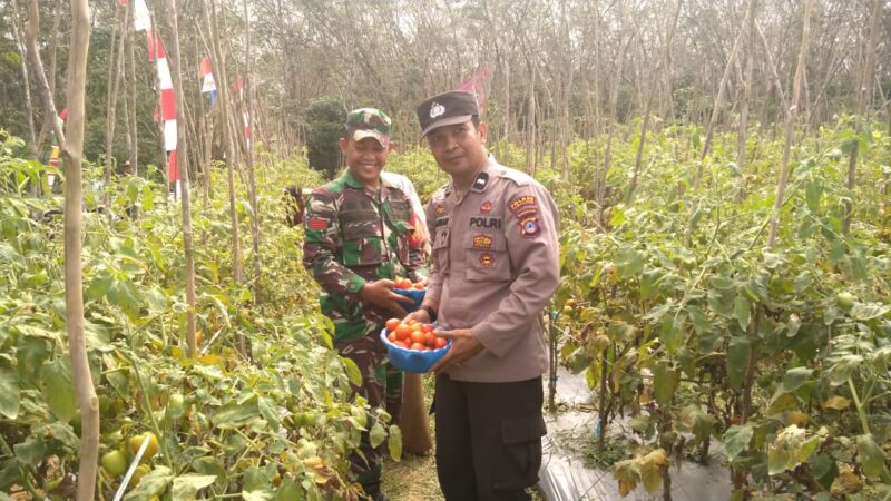 Penguatan Sektor Pertanian, Koramil 1008-02/Haruai Siap Dampingi dan Motivasi Petani