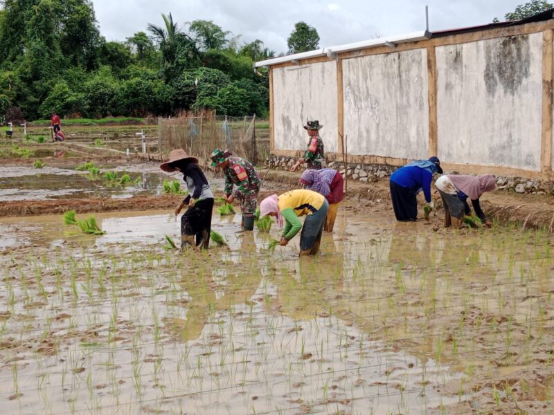 Swasembada Pangan: Babinsa Koramil 1002-02/Batang Alai Utara Dampingi Petani Tanam Padi
