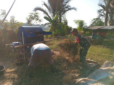 Wujud Kemanunggalan TNI-Rakyat: Babinsa Bantu Petani Rantau Keminting Percepat Proses Panen Padi