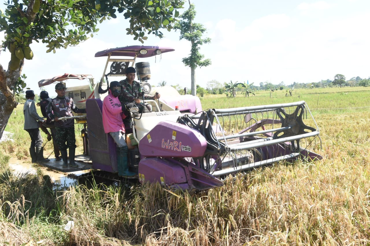Manfaatkan Teknologi Pertanian, Satgas TMMD Bantu Panen Padi dengan Combine Harvester