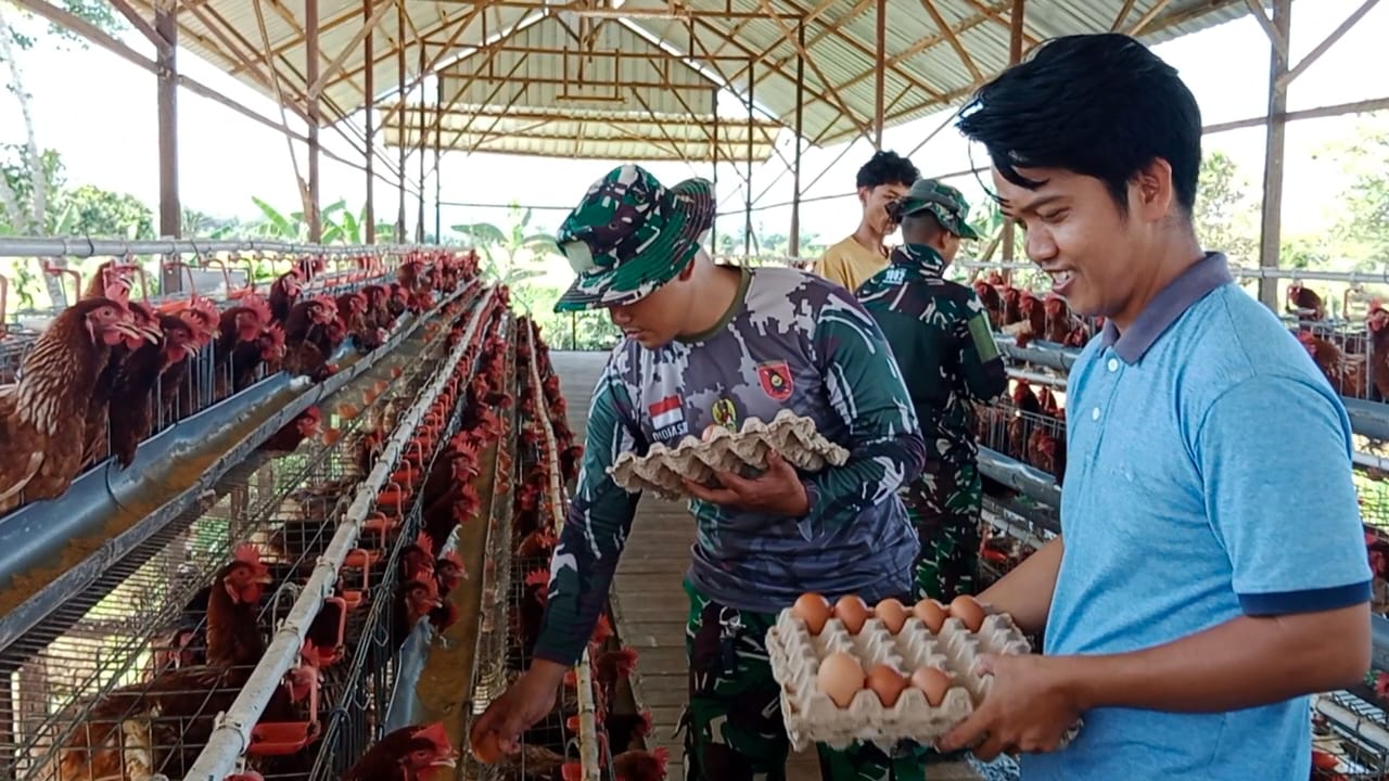Satgas TMMD ke-124 Kodim 1002/HST Bantu Panen Telur di BUMDes Pengambau Hilir Luar