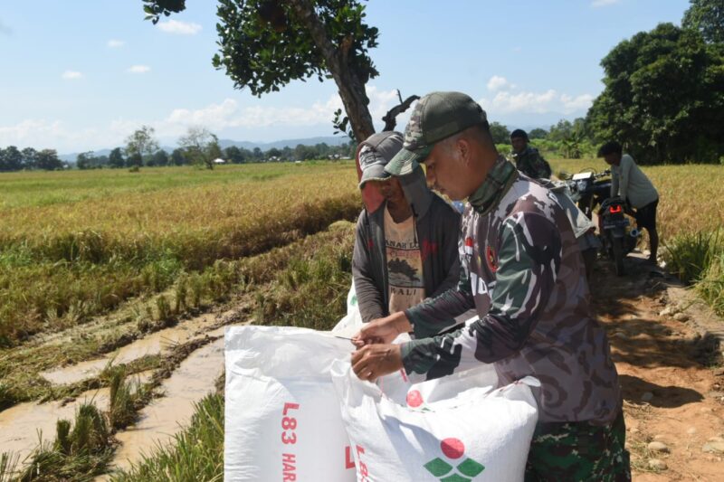 Satgas TMMD, ke-124 Kodim 1002/HST Bantu Petani Panen Padi di Lokasi Pembangunan Jalan Pengambau Hilir Luar