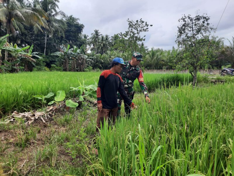 Babinsa Dampingi Petani Rawat Tanaman Padi di Desa Banua Kupang
