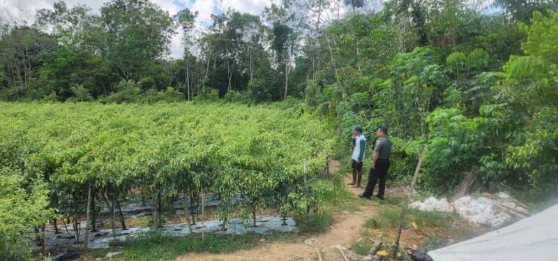 Babinsa Karatungan Motivasi Petani Cabe Tingkatkan Produktivitas