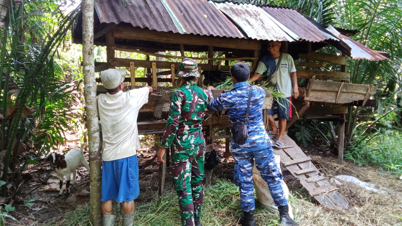 Satgas TMMD ke-126 Kodim 1208/Sambas Jalin Keakraban dengan Warga Melalui Kegiatan Memberi Makan Ternak