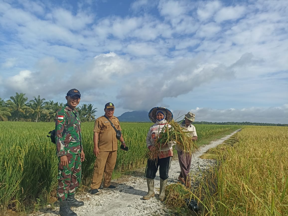 Babinsa Dan Kades Parit Baru Komsos Bersama Warga Saat Panen Padi