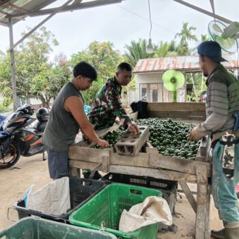 Jalin Keakraban, Babinsa Desa Mulia Laksanakan Komsos Bersama Petani Jeruk