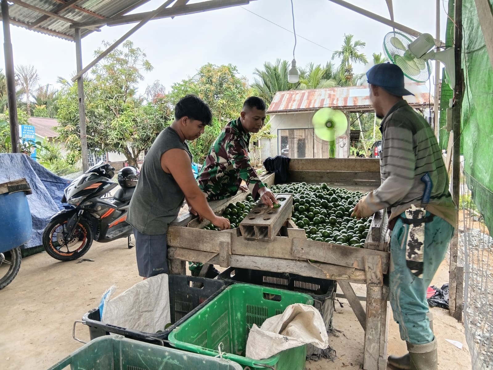Jalin Keakraban, Babinsa Desa Mulia Laksanakan Komsos Bersama Petani Jeruk