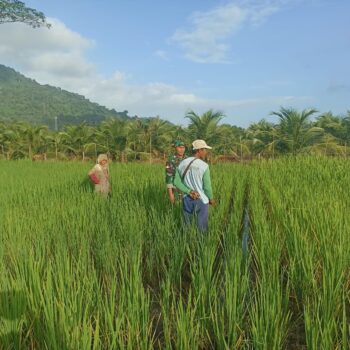 Dukung Ketahanan Pangan, Anggota Koramil 05/Pemangkat Laksanakan Komsos Bersama Petani Padi