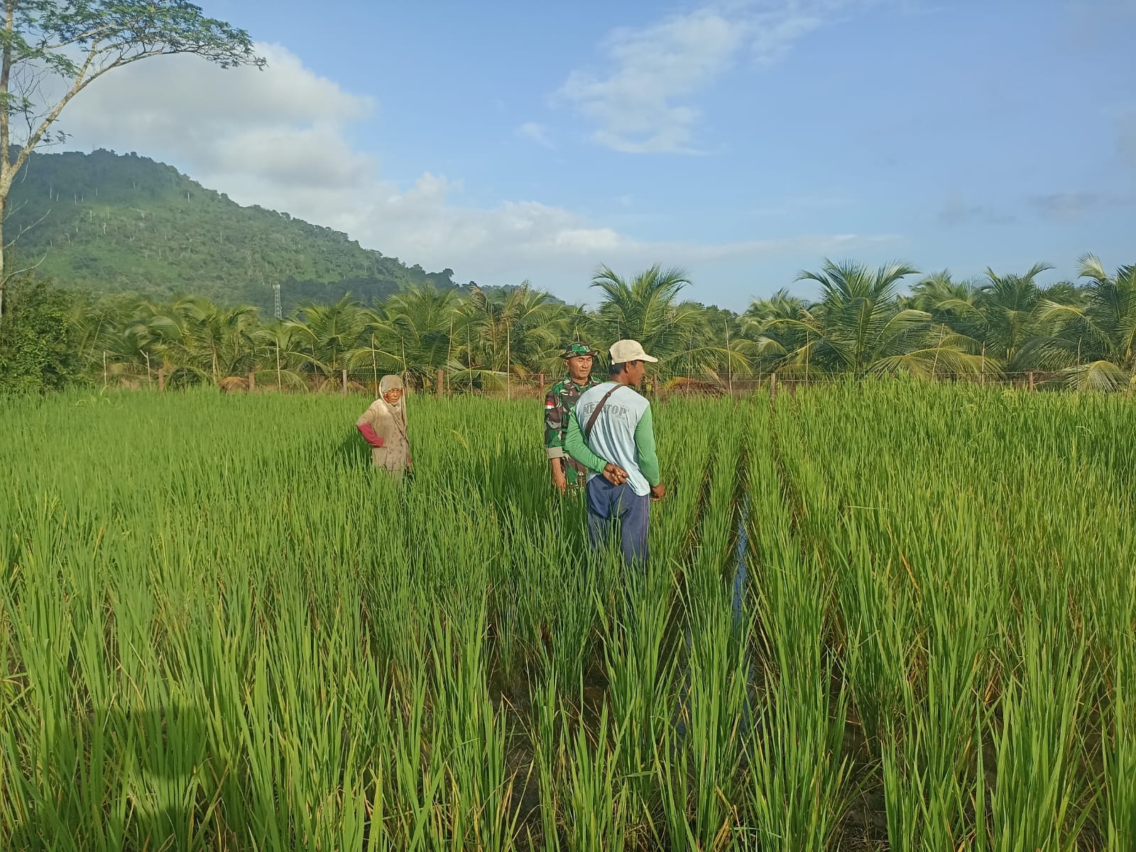 Dukung Ketahanan Pangan, Anggota Koramil 05/Pemangkat Laksanakan Komsos Bersama Petani Padi
