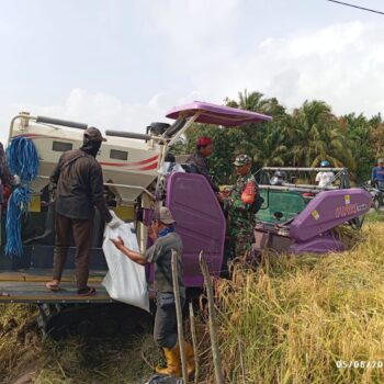 Panen Padi Bersama Petani, Babinsa Apresiasi Kinerja Petani dalam Mewujudkan Ketahanan Pangan
