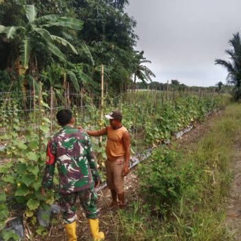 Babinsa Koramil 1002-08/Labuan Amas Utara Bantu Warga Panen Mentimun, Dukung Ketahanan Pangan